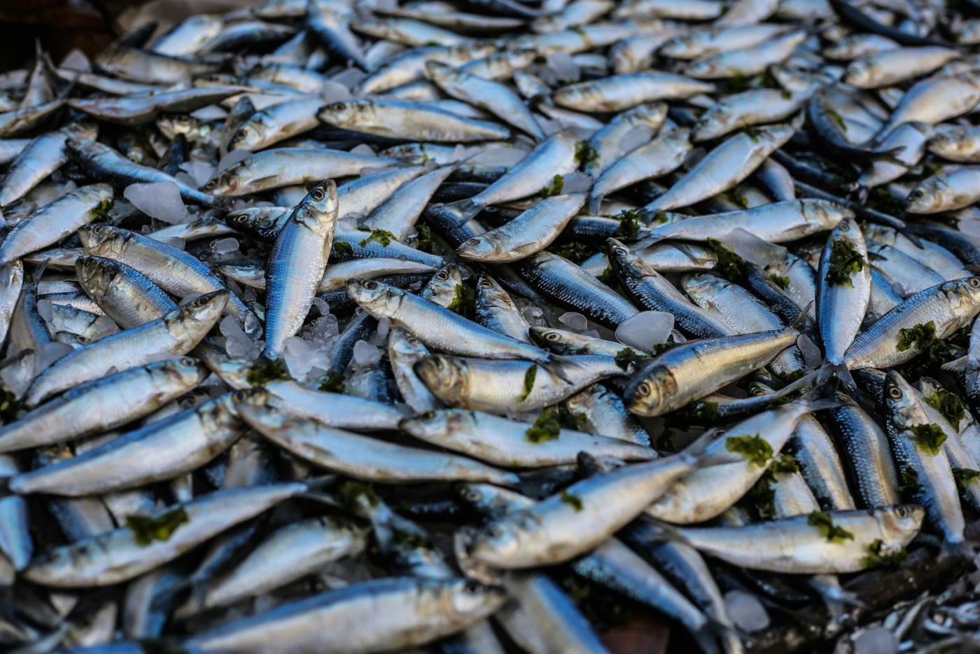 Why Does Seafood Smell Bad?