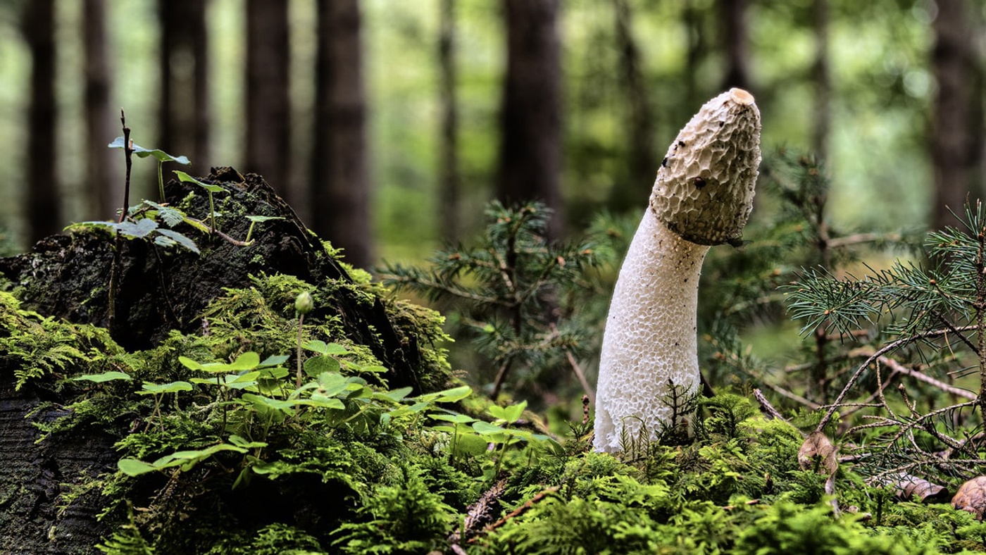 Penis Başı Neden Mantar Biçiminde?