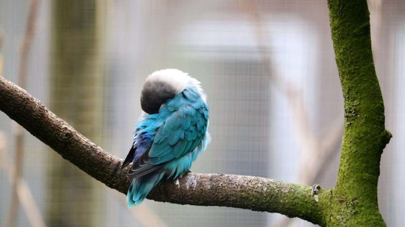 The Incredible Ability of Birds to Sleep: Automatic Roosting Mechanism