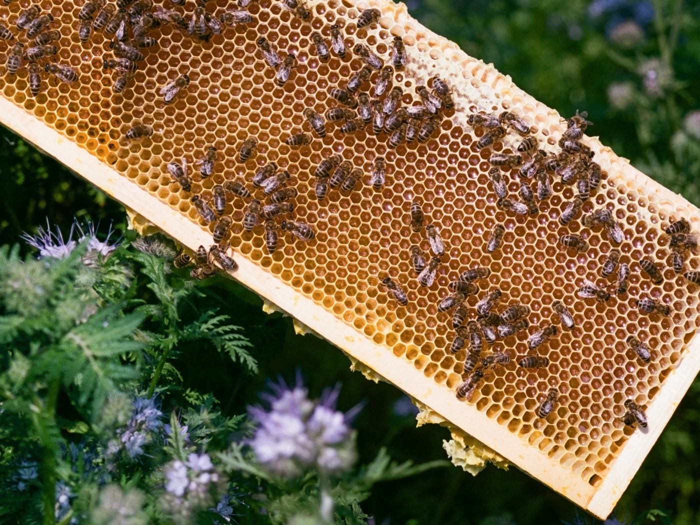 Why Doesn’t Honey Spoil?