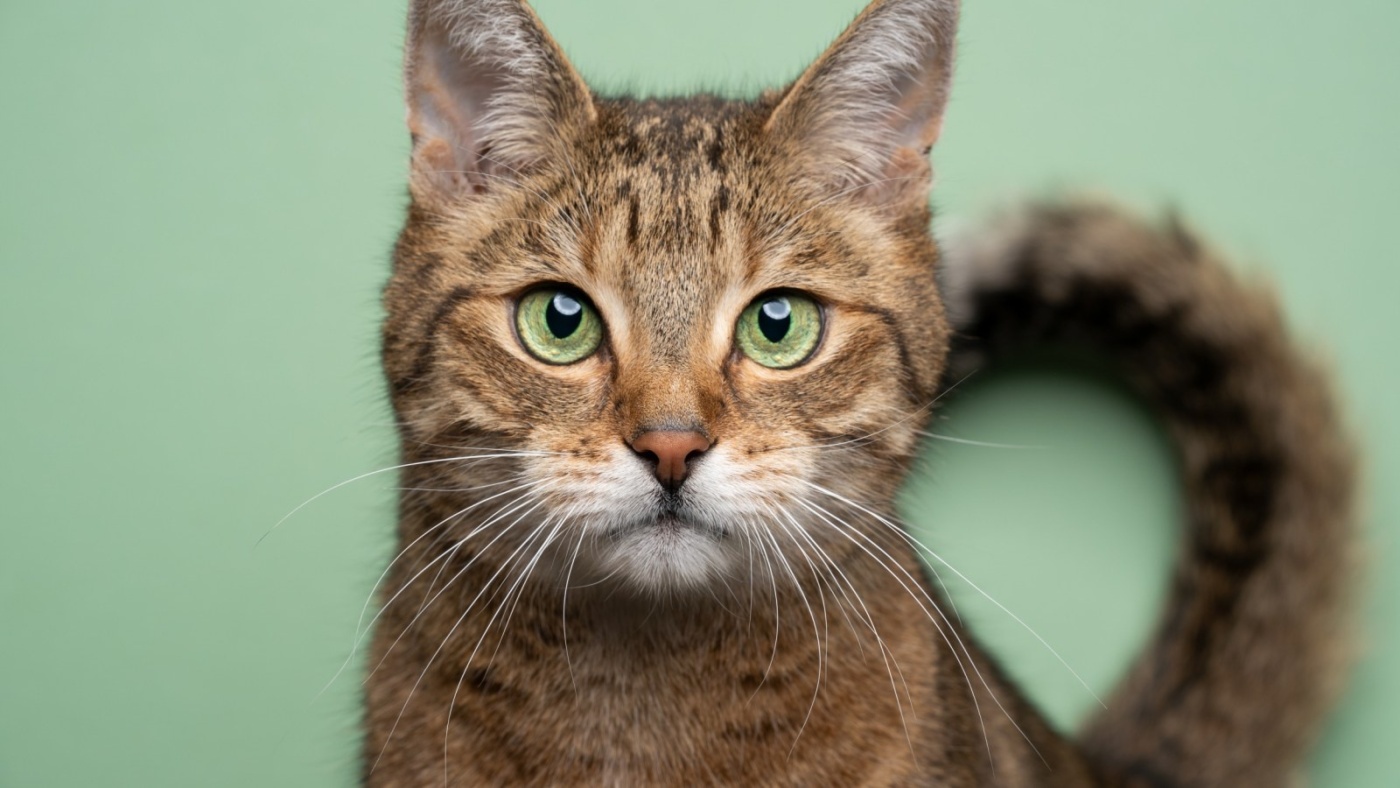 Why Do Cats’ Pupils Turn Round During the Day and Elliptical at Night?
