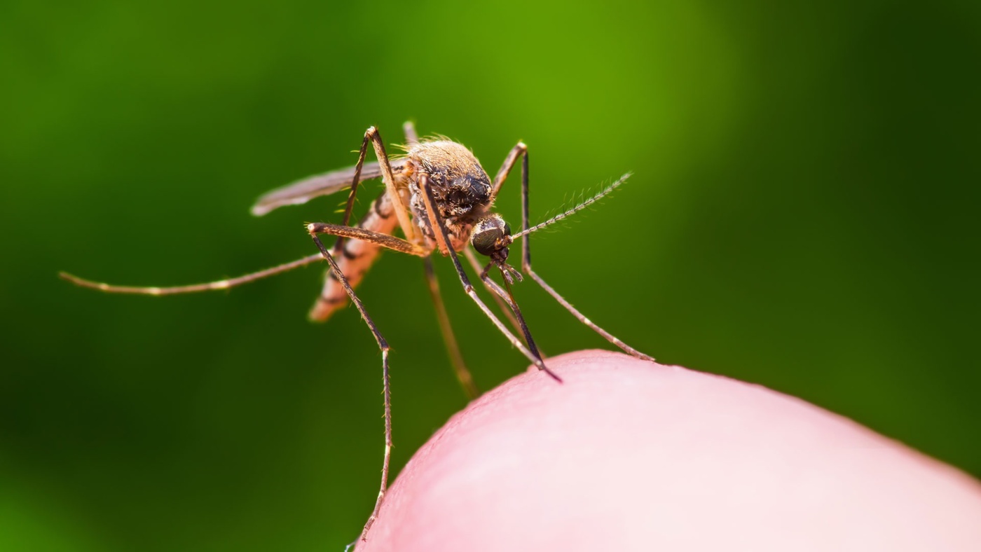 Why Do Mosquitoes Bite Some People More?
